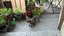 tebaldo/VID_20261011_054059.mp4