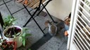 tebaldo/VID_20261011_054410.mp4