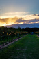 venaria_flamenco/IMG_20260828_195414.jpg