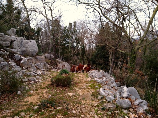 coreno_ausonio/IMG_20240124_160705.jpg