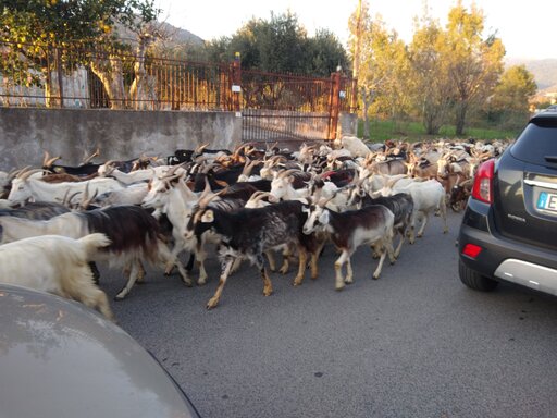 santi_cosma_e_damiano/IMG_20240123_162131.jpg