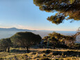 santi_cosma_e_damiano/IMG_20240129_080420.jpg