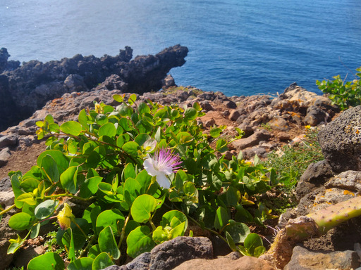 ustica/IMG_20250425_092440.jpg
