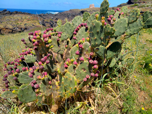 ustica/IMG_20250425_123236.jpg