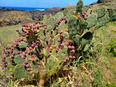 ustica/IMG_20250425_123236.jpg